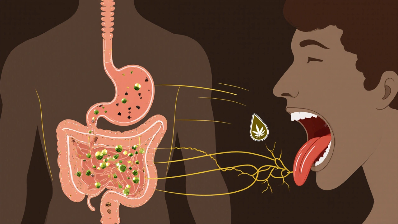 Stilisierte Darstellung des Weges einer CBD-Kapsel durch Verdauungssystem und Leber im Vergleich zu CBD-Öl unter der Zunge.