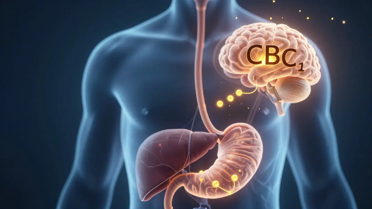 Transparenzdarstellung des THC-Weges vom Magen zur Leber und zum Gehirn.