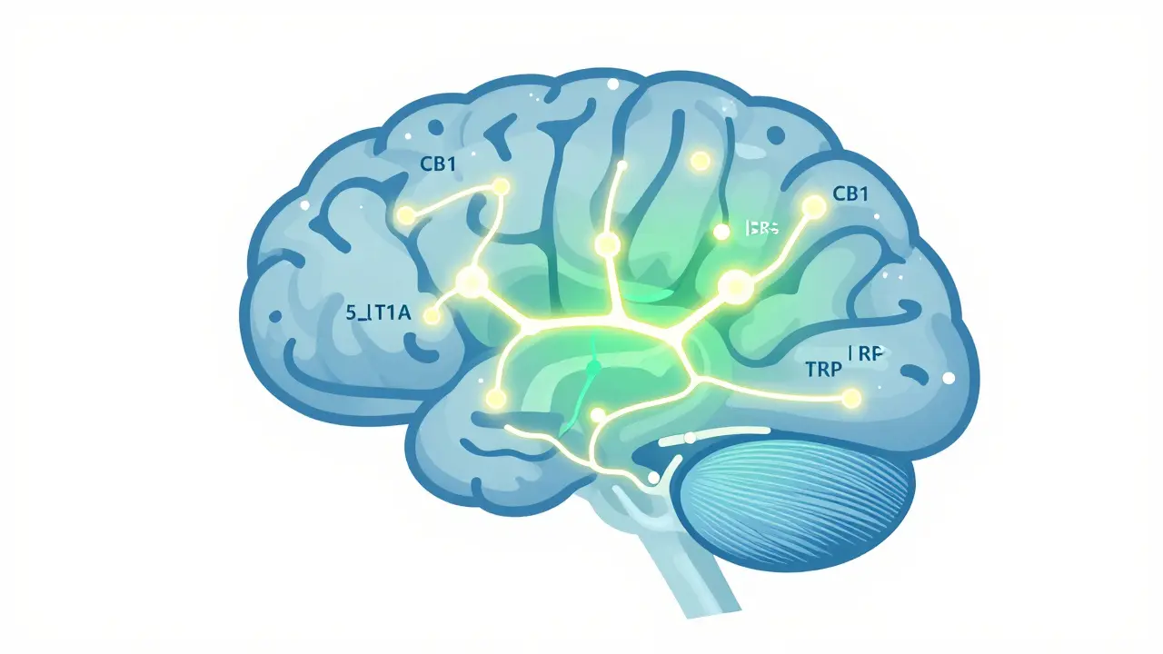 Illustration des Endocannabinoid-Systems und Rezeptoren im Gehirn