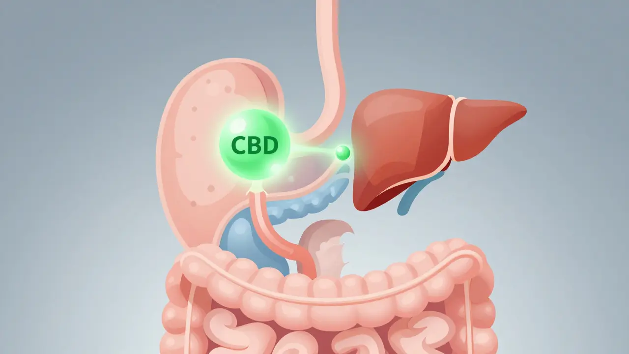 Illustration der Verdauung von CBD durch die Leber