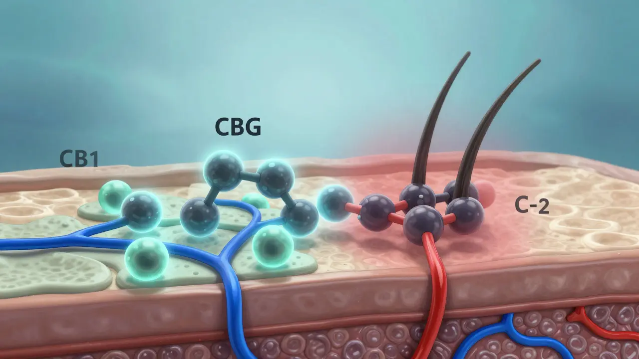 Scientific visualization of CBG interacting with hair follicle receptors
