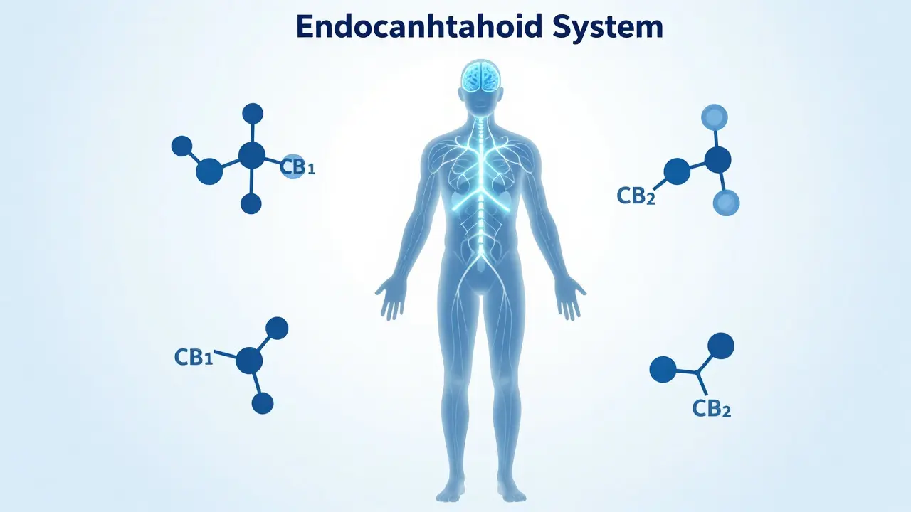 Abstrakte Darstellung des Endocannabinoid-Systems und CBD-Molekülen