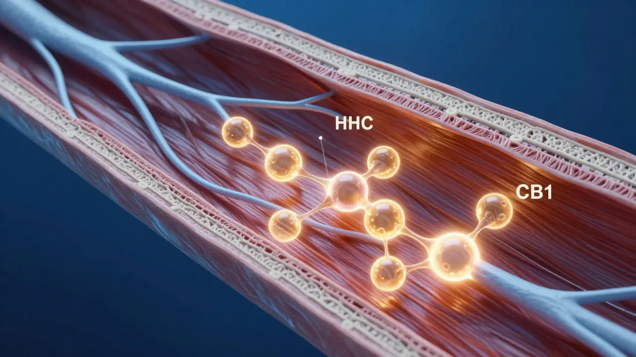 Schematische Darstellung der Wechselwirkung zwischen HHC-Molekülen und Nervenrezeptoren