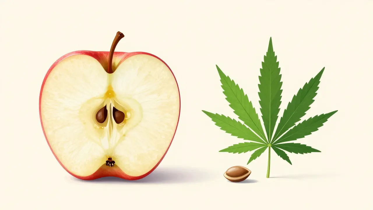 Visuelle Analogie mit Apfel und Kern, um den Unterschied zwischen Hanfblüten und Samen zu zeigen.